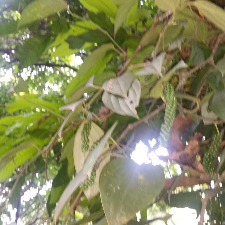 Jungle Village Homestay Pinnawala  Eksteriør bilde